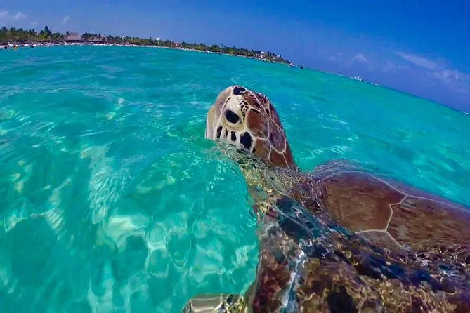 A green sea turtle surfaces in the clear turquoise water at Turtle Cove, St. Thomas
