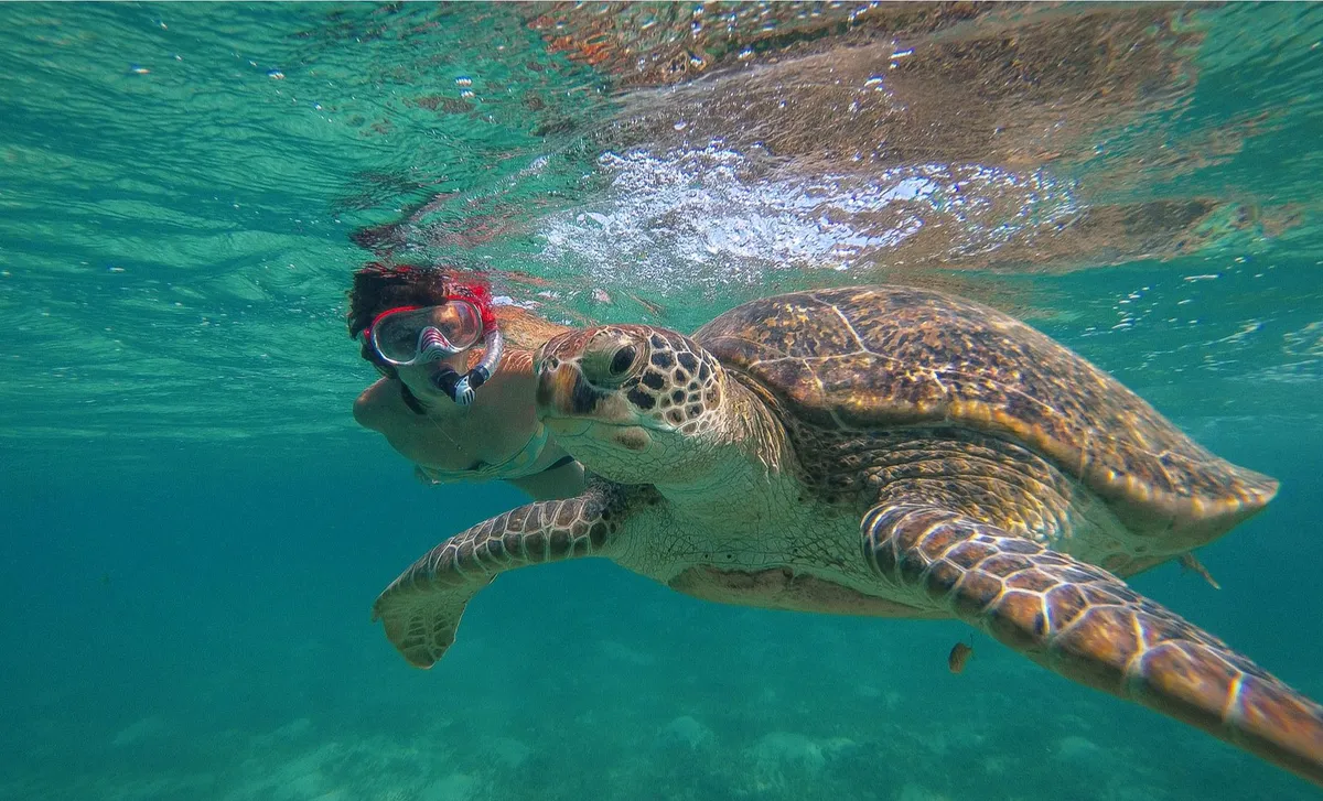 VI Ecotours — Brewers Bay Shore Snorkel with Turtles