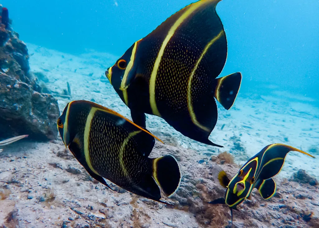 French angelfish over the reef while snorkeling in St. Thomas