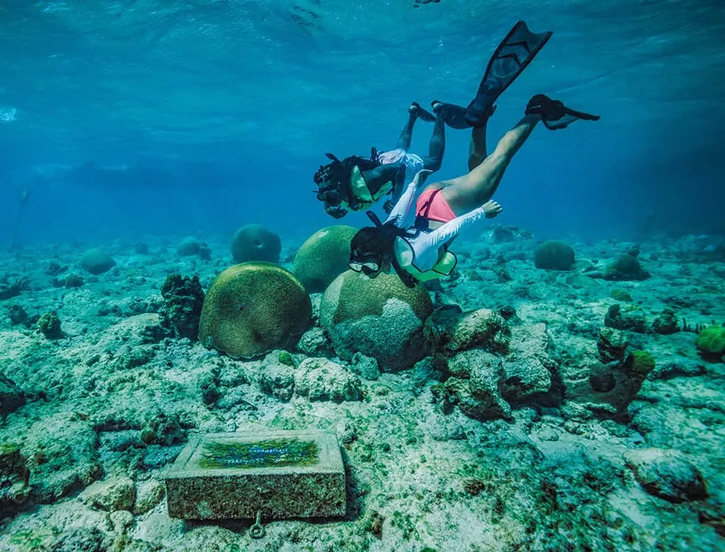 Snorkelers free-diving over brain coral on a protected reef near St. Thomas