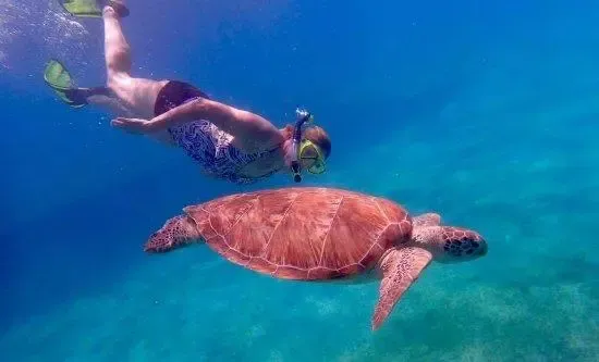 Snorkeler swimming beside a green sea turtle near Buck Island, St. Thomas