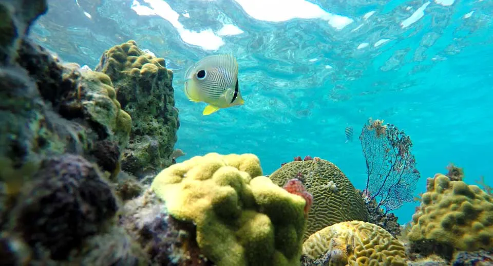 Island Adventures — All-Inclusive Sailboat Snorkel Day