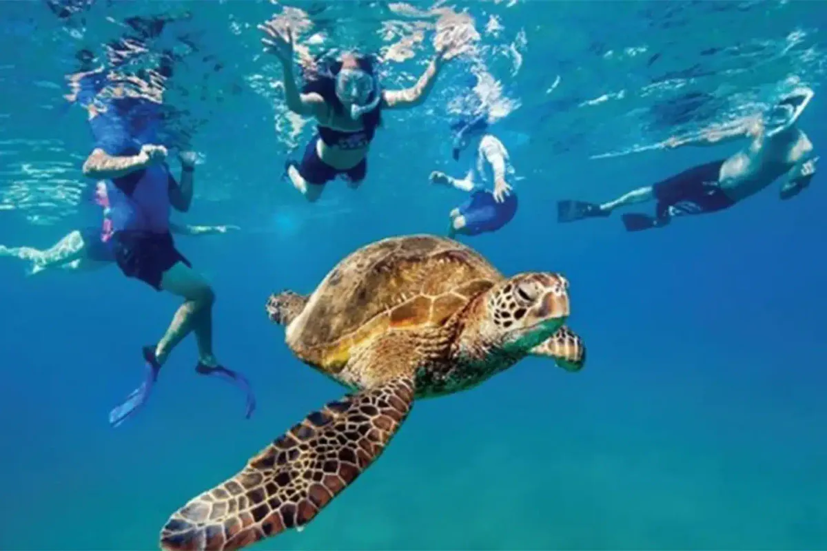Snorkeling a clear national-park reef between St. Thomas and St. John