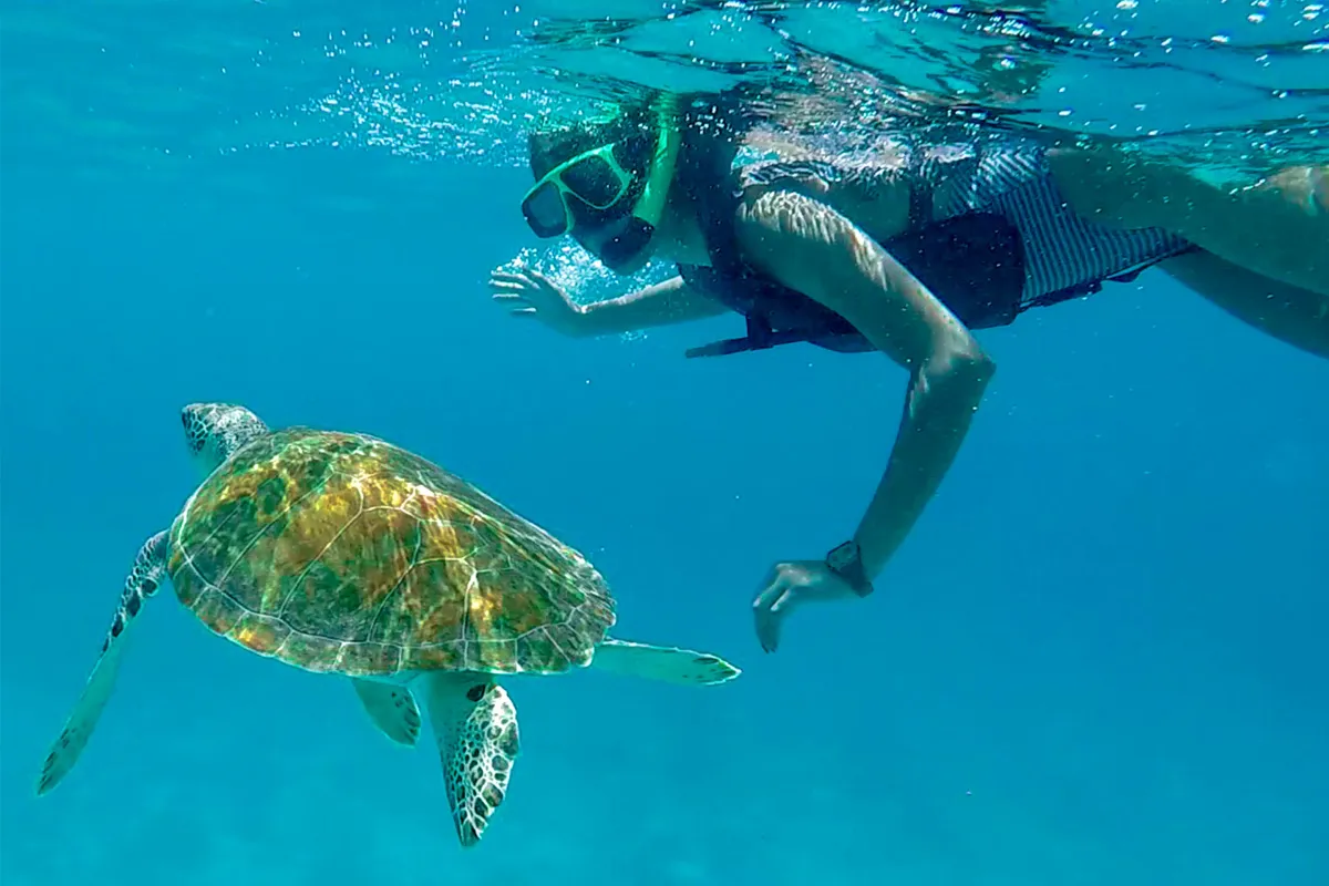 Seas the Day — Power Catamaran Snorkel Tour