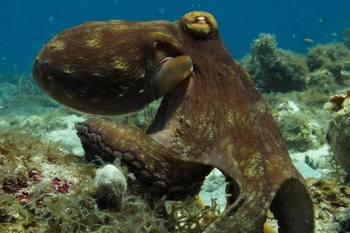 Two-Tank Scuba Diving St. Thomas (Certified Divers)